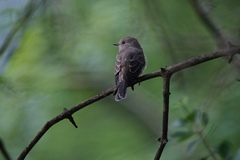Muscicapa striata striata