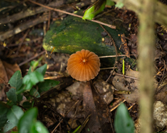 Marasmius berteroi