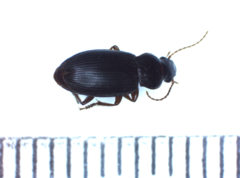 Parophonus maculicornis