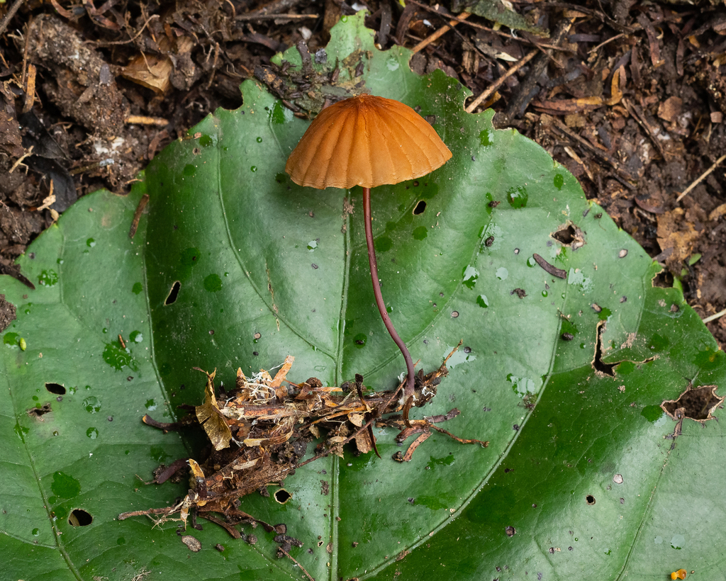 Marasmius berteroi · January 2022 · photo: © deniszabin (iNaturalist, cc-by)