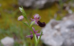 Ophrys bertolonii