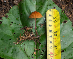 Marasmius berteroi