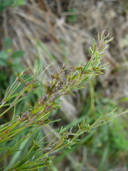 Oldenlandia
