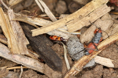 Melanerythrus mactans