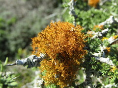 Teloschistes capensis