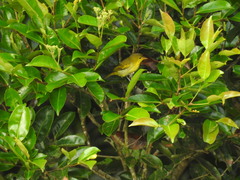 Hemithraupis flavicollis