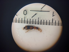 Dromius quadrimaculatus