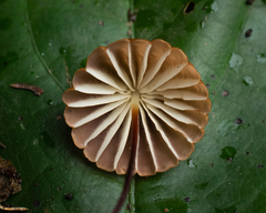 Marasmius berteroi