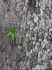 Quercus agrifolia
