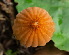 Marasmius berteroi