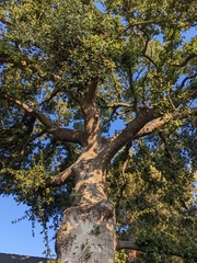 Quercus agrifolia
