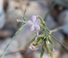 Dianthus ciliatus