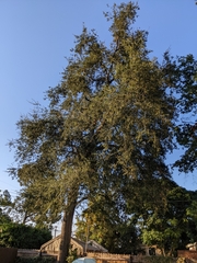 Quercus agrifolia