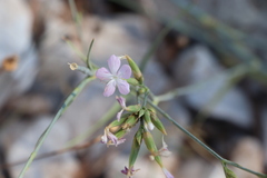 Dianthus ciliatus