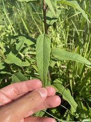 Helianthus schweinitzii