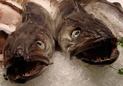 Merluccius merluccius