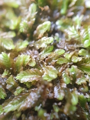 Saccogyna viticulosa