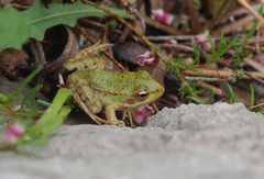 Pelophylax kurtmuelleri
