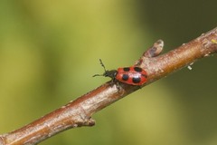 Pelonides quadripunctata