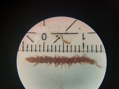 Polydesmus denticulatus