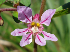 Cuphea tuberosa