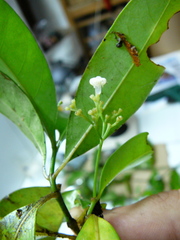 Psychotria lavanchiei image