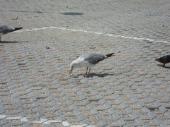 Larus michahellis