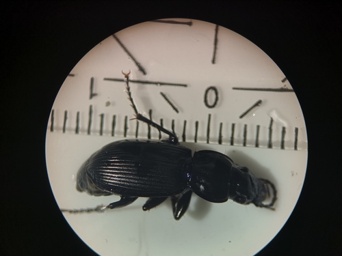 Rain Beetle, 9261 Eastermar, Netherlands, photo 6 of 10