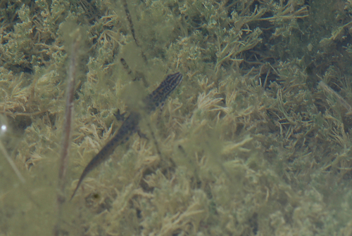 Greek Newt, Virpazar, Montenegro, photo 4 of 10