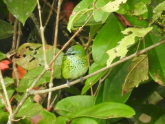 Ixothraupis punctata