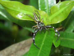 Lurio conspicuus