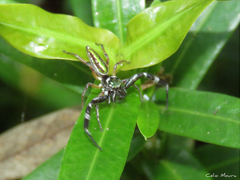 Lurio conspicuus