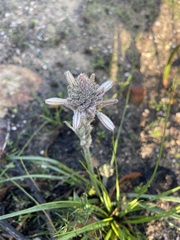 Trachyandra hirsutiflora