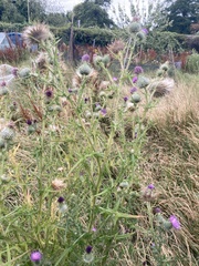 Cirsium vulgare