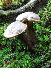 Tylopilus obscurus