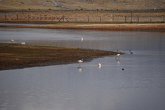 Phoenicopterus chilensis