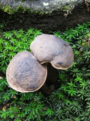 Tylopilus obscurus