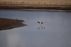 Phoenicopterus chilensis