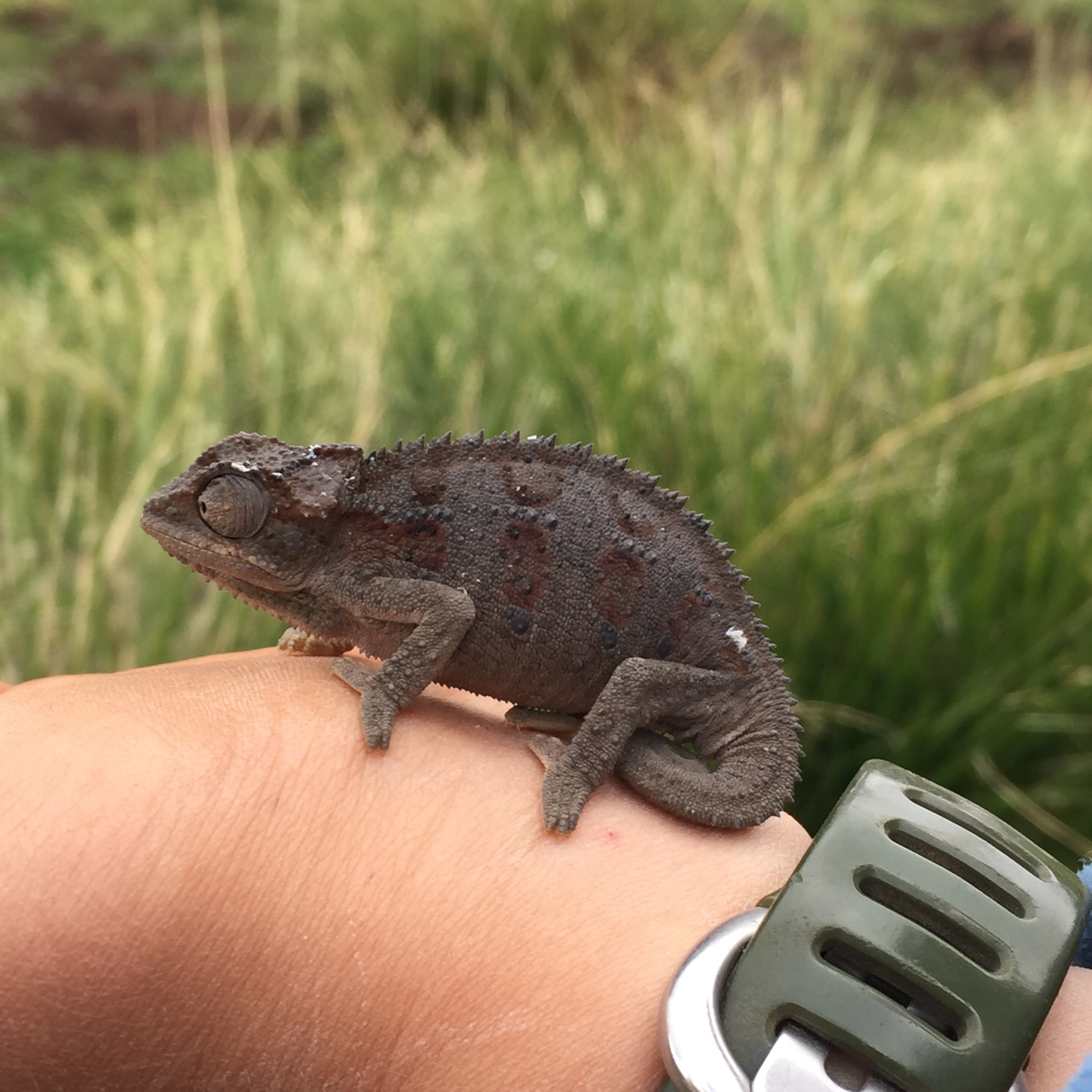 Mount Kenya Side-striped Chameleon (Trioceros schubotzi) · iNaturalist