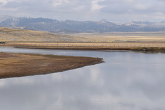Phoenicopterus chilensis