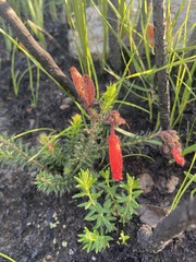 Erica cerinthoides