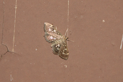 Anania tertialis