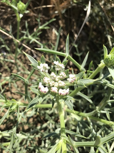 Spinose Pickling Herb
