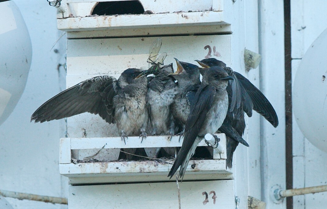 dragonfly being eaten by sparrows