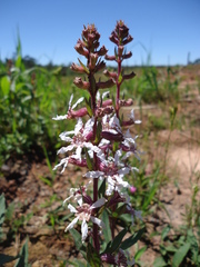 Cuphea lysimachioides