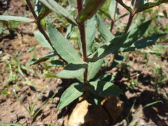 Cuphea lysimachioides