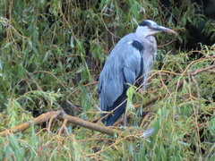 Ardea cinerea