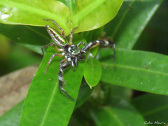 Lurio conspicuus