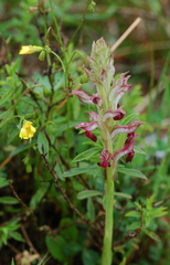 Anacamptis coriophora