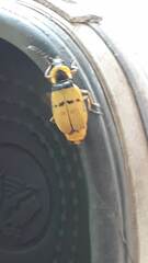 Chauliognathus missionum